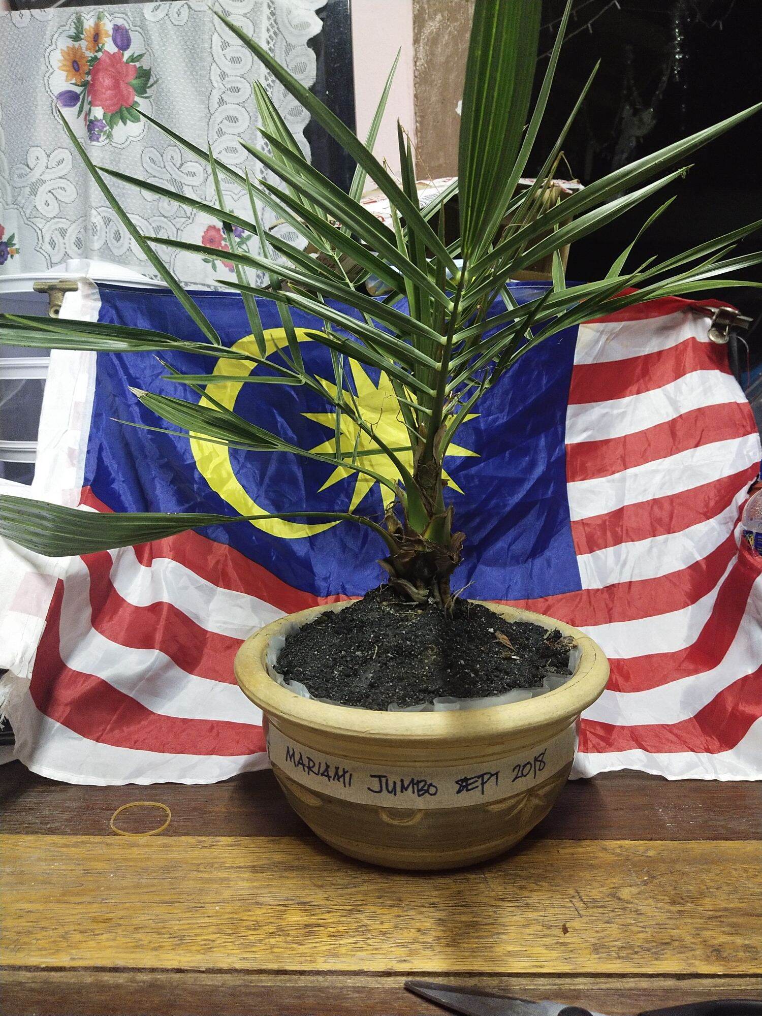 Beli anak pokok kurma Pada Harga Terendah  Lazada.com.my