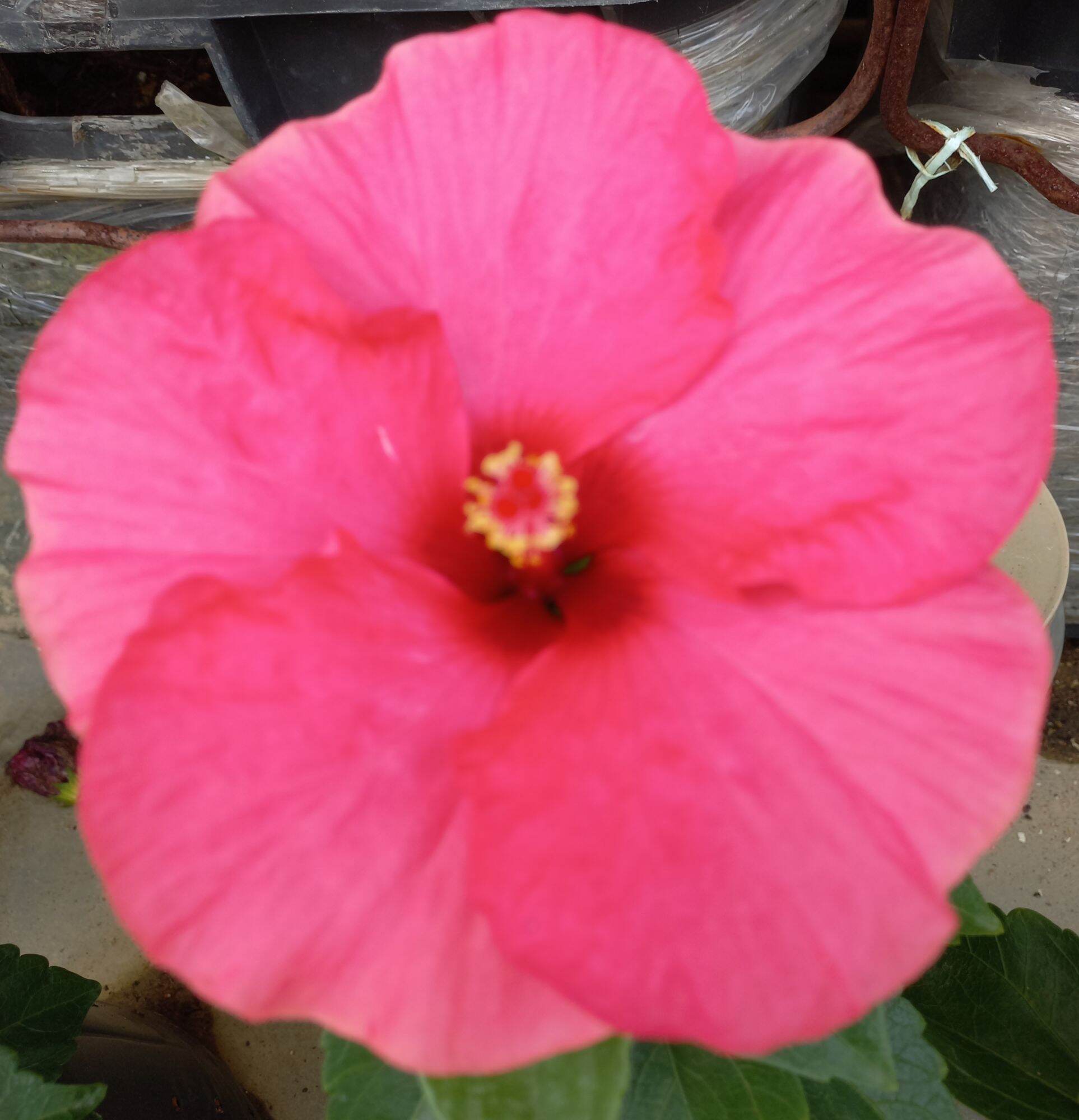 Pokok Bunga Raya Hybrid - Hibiscus [Live Plant] | Lazada