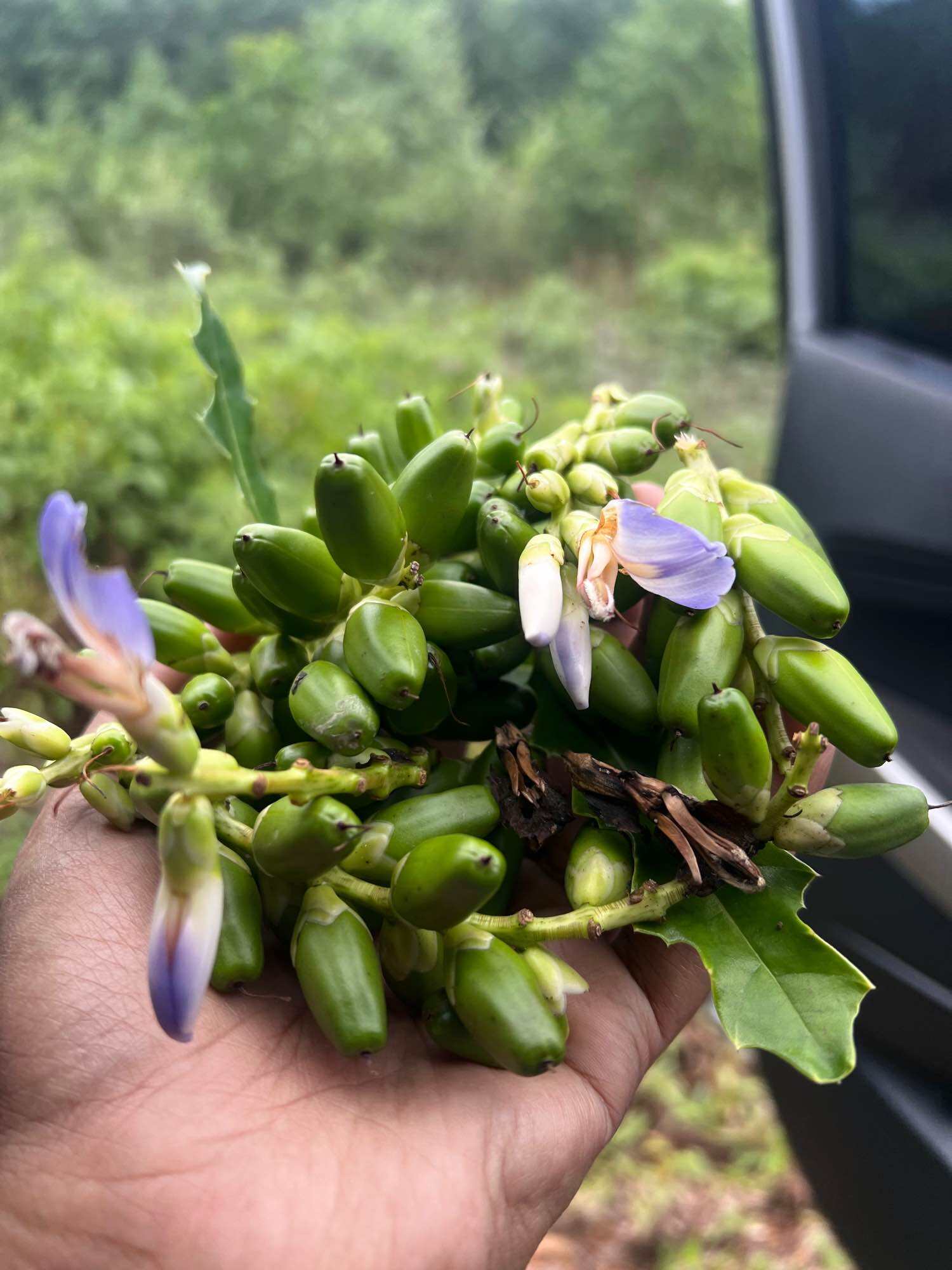 Buah Jeruju / Jemuju. 