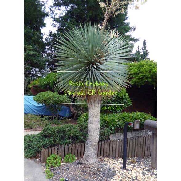 鸟喙丝兰 1粒 yucca rostrata 1 seed (Soak into water for overnight. Then sow directly. Will be germinated within 1 to 30 days). 