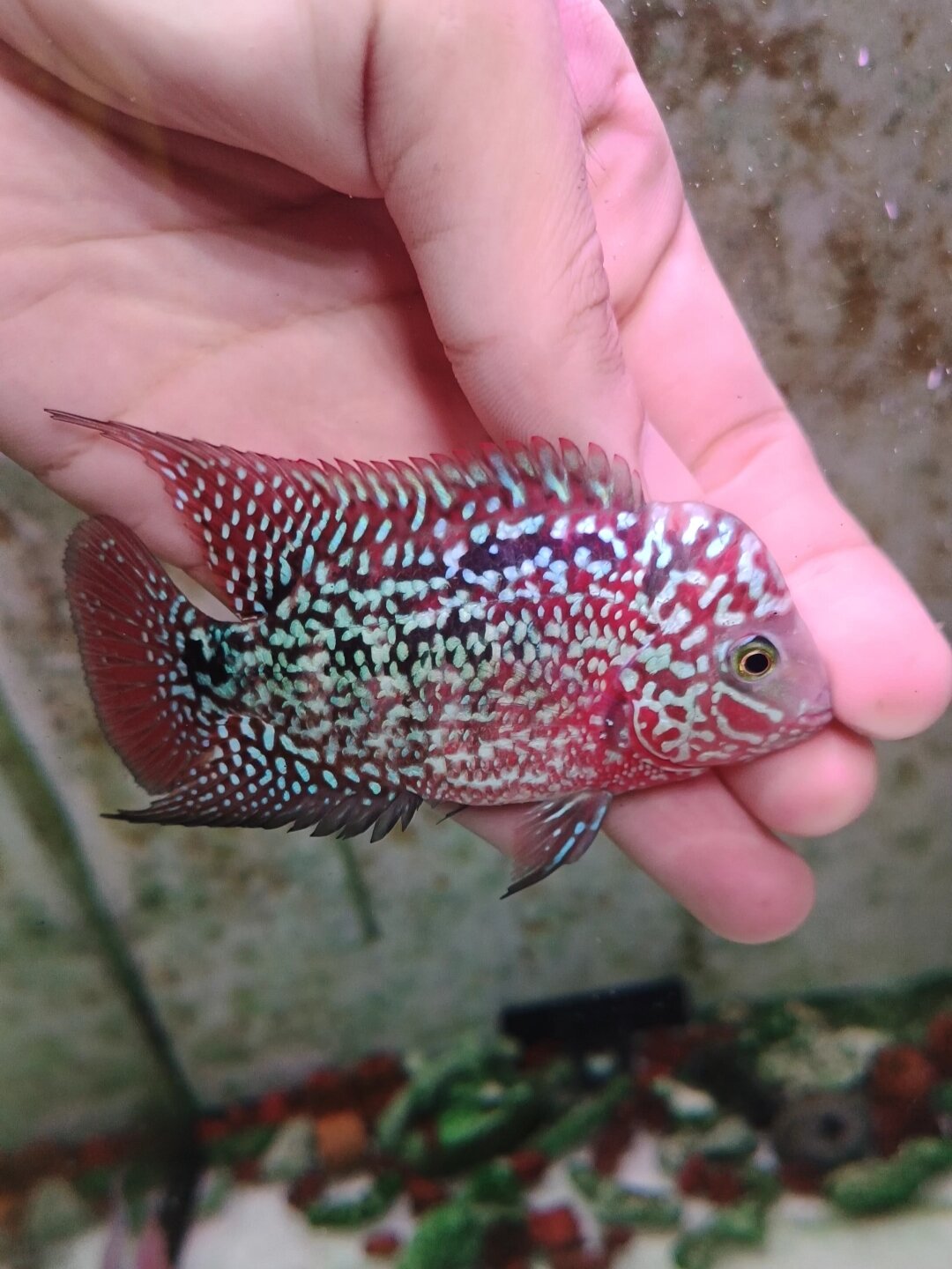 Flowerhorn thailand king kamfa f2, kamfa f2 male fish | Lazada