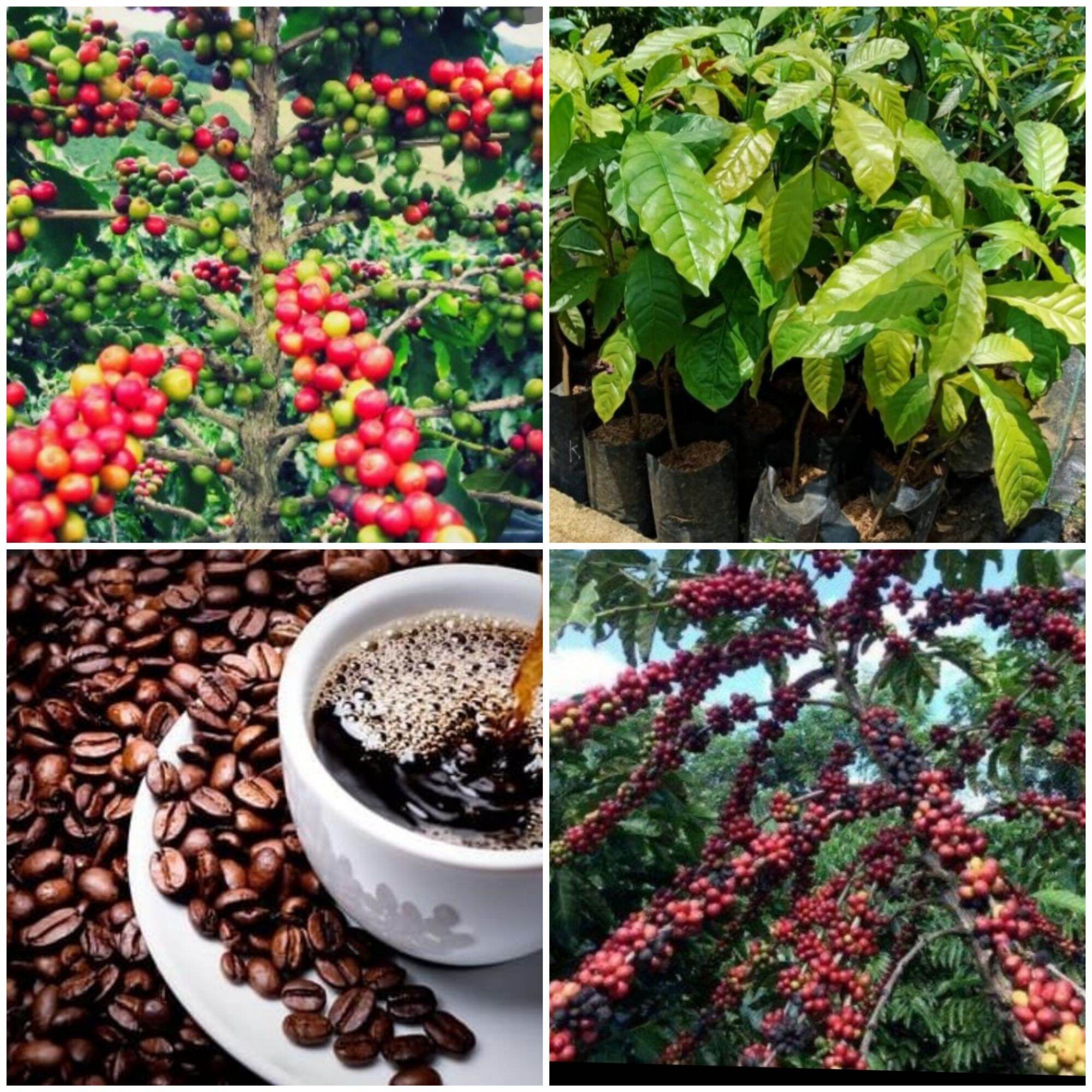 Pokok Kopi Arabica vs Robusta | Lazada