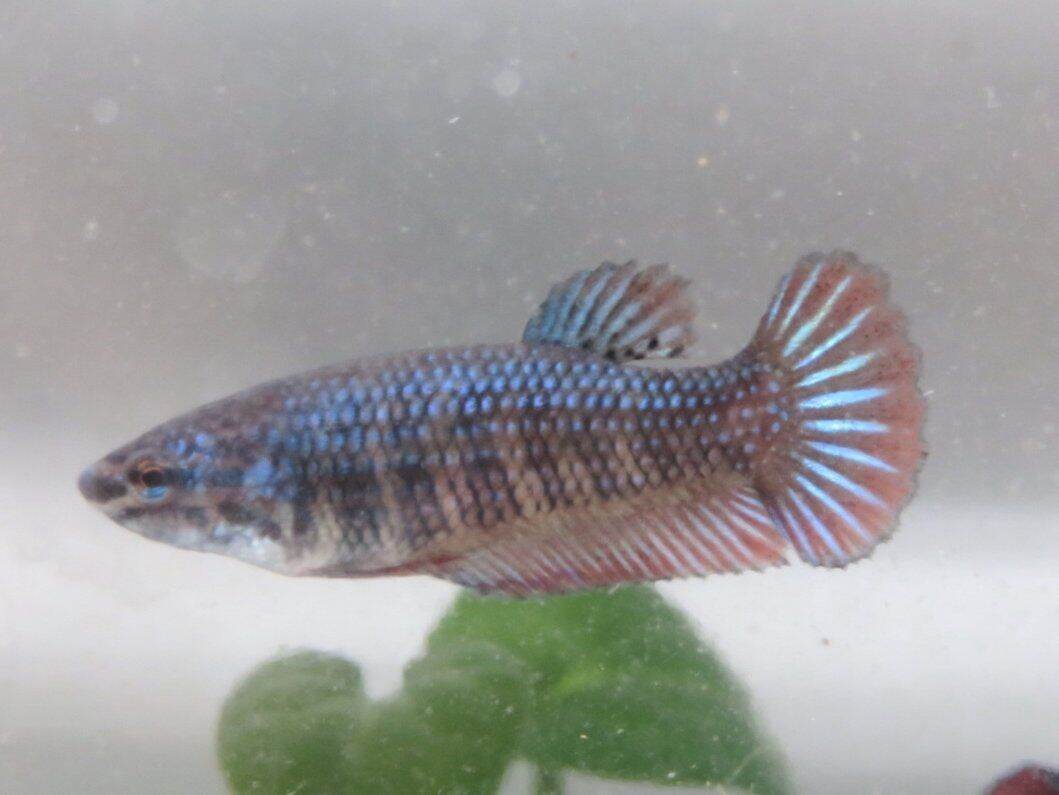 Female betta ready to hot sale mate