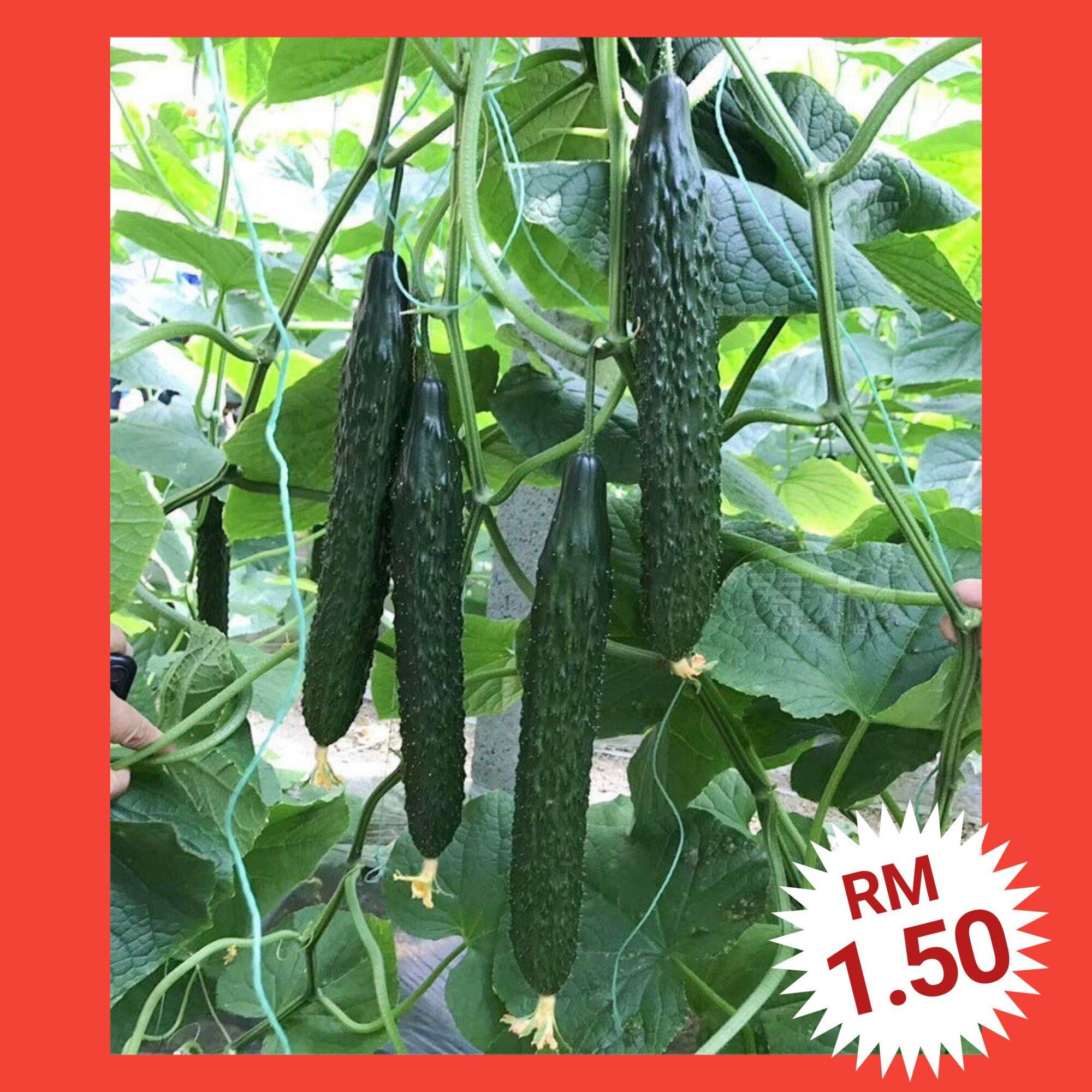 H3 Benih Timun Jepun（20+/-）/ Japan Cucumber Seeds / 日本黄瓜种子 | Lazada