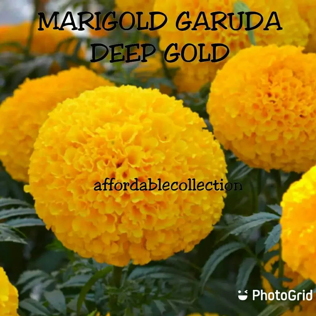 (Seed) Marigold Garuda Deep Gold Orange Flower Seed / Biji Benih Bunga Kuning Emas Oren