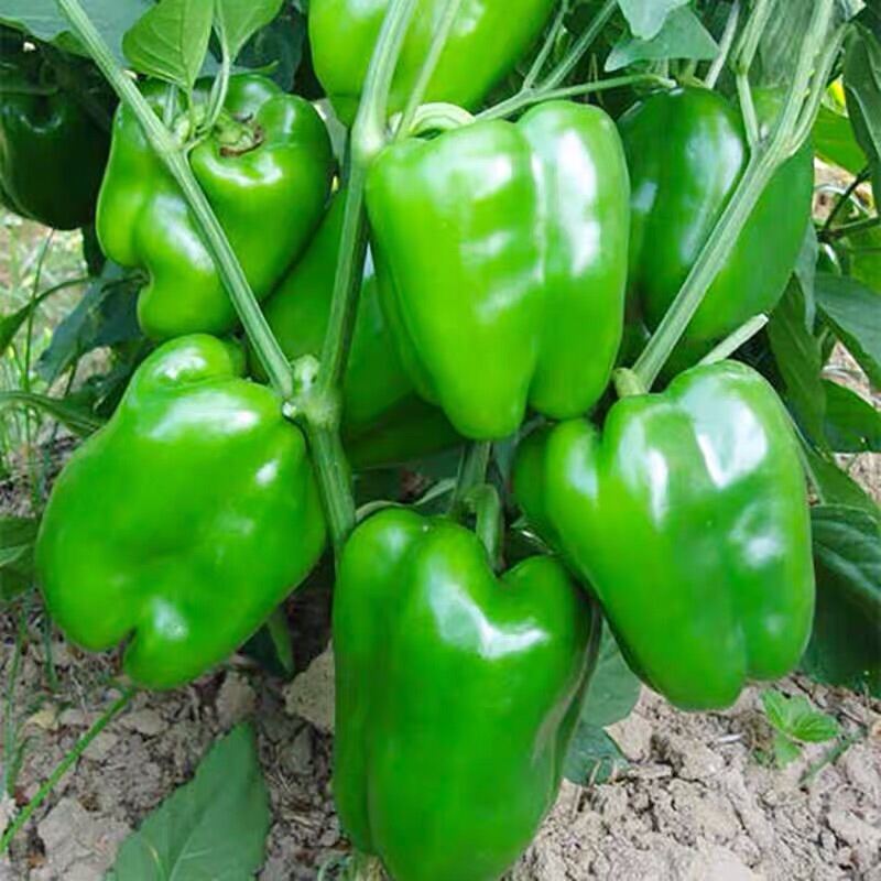 Benih Lada Benggala Hijau 20pcs Capsicum 青甜椒籽 Lazada