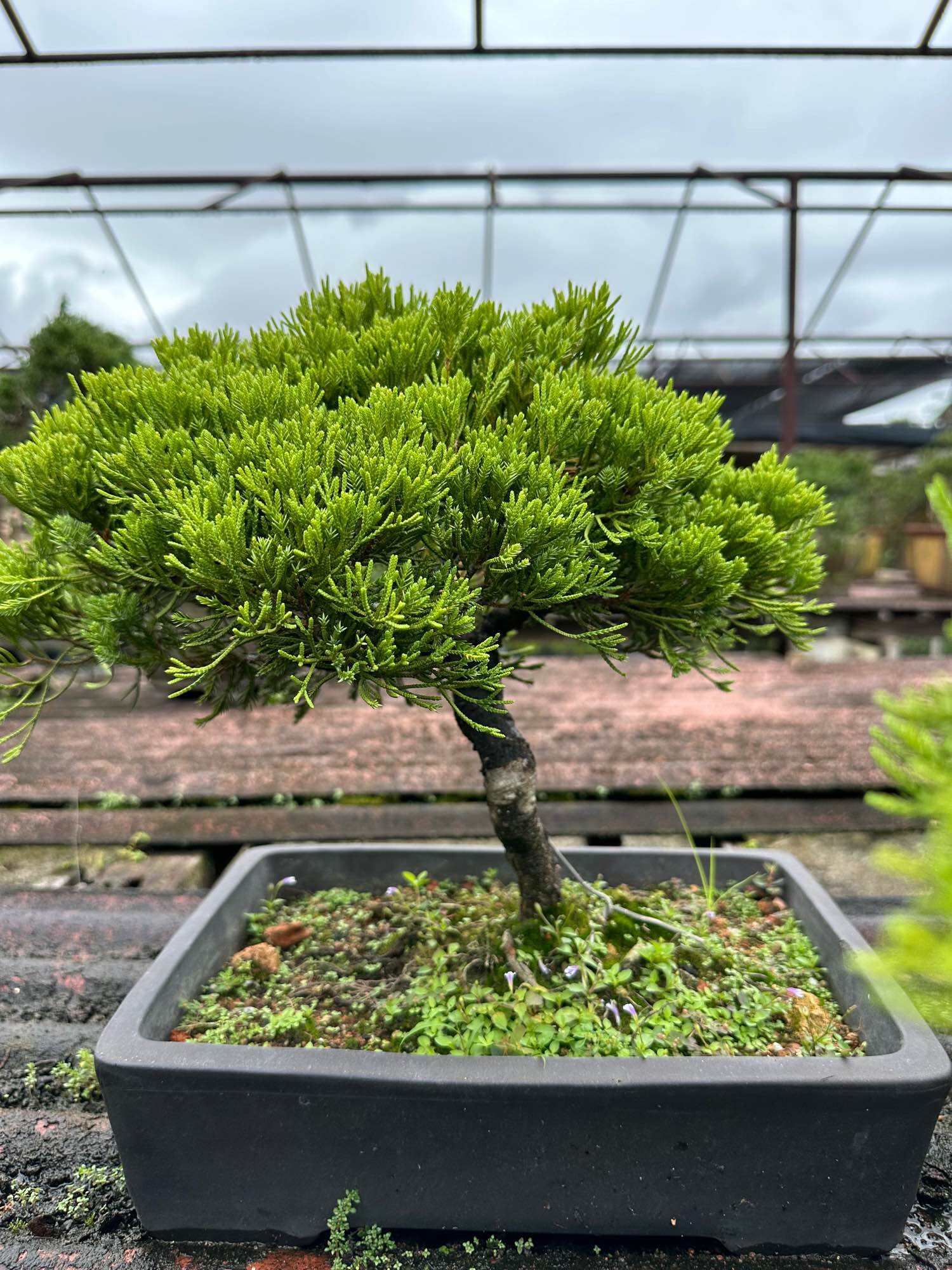 Buy 真柏盆景Online at a Better Price | Lazada Malaysia