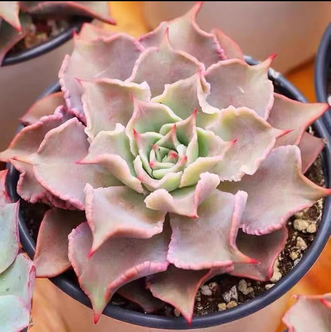 Echeveria Madiba Succulent 3cm Without Pot 马帝巴/ 饺子皮