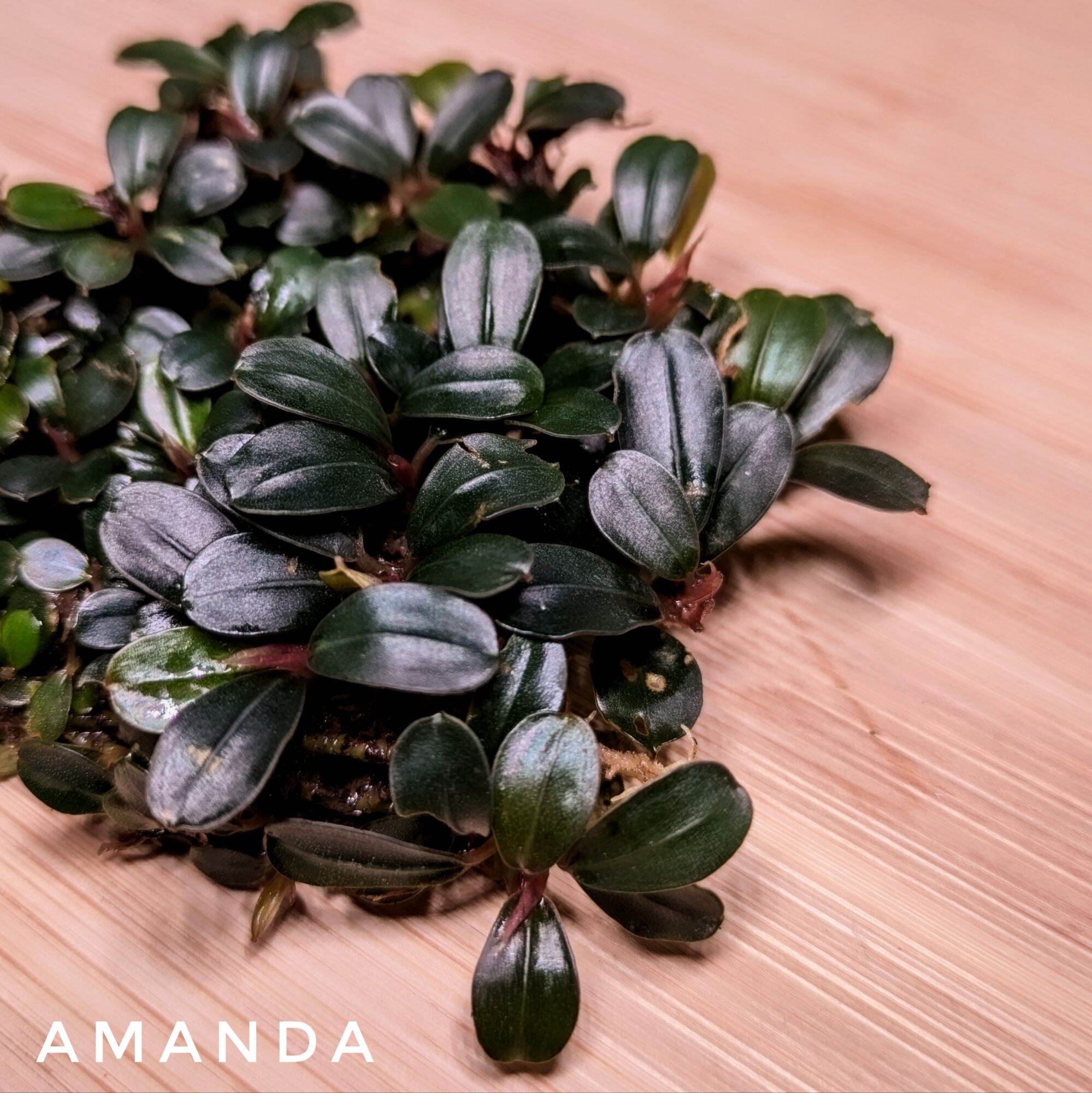 Bucephalandra Sp (stalk and mini clump) aquatic plant