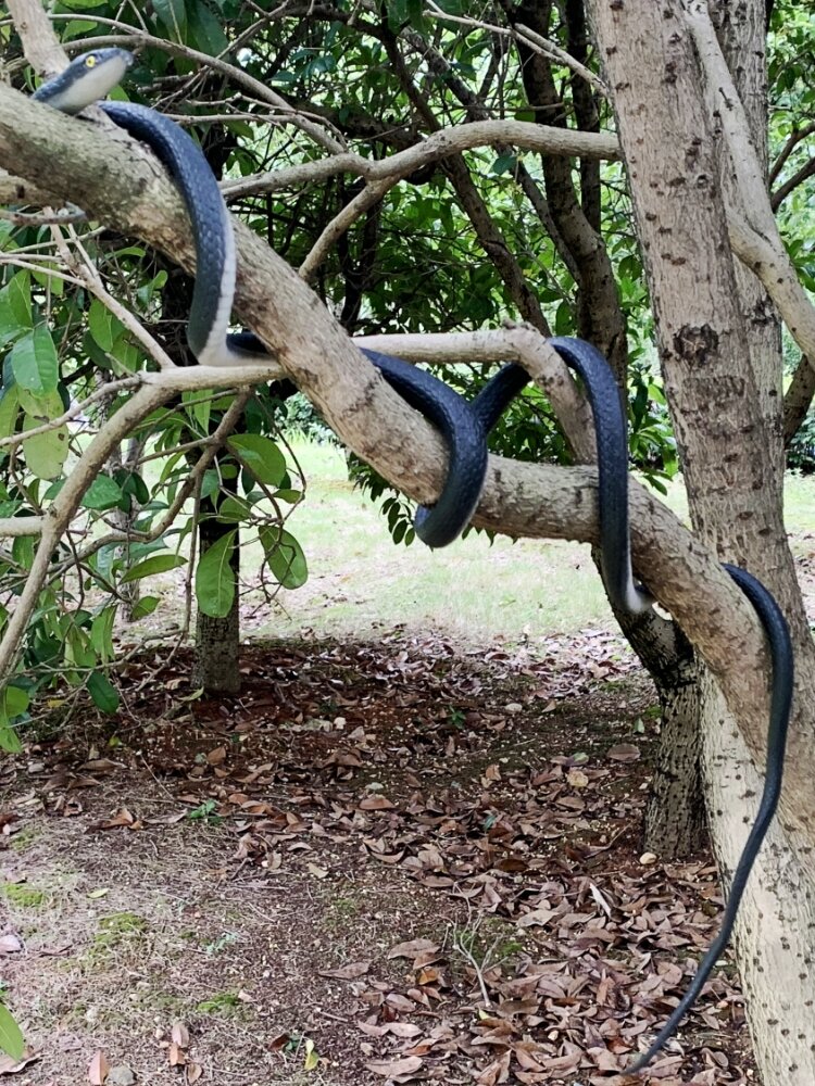 Scary Realistic Soft Rubber Snake Model Toy Fake Animal Decoration for Prank Children Play Dolls Life Size Cobra Python. 