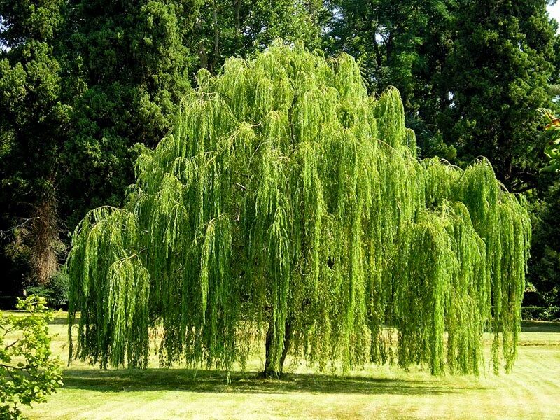 Weeping willow / janda merana REAL PLANT | Lazada