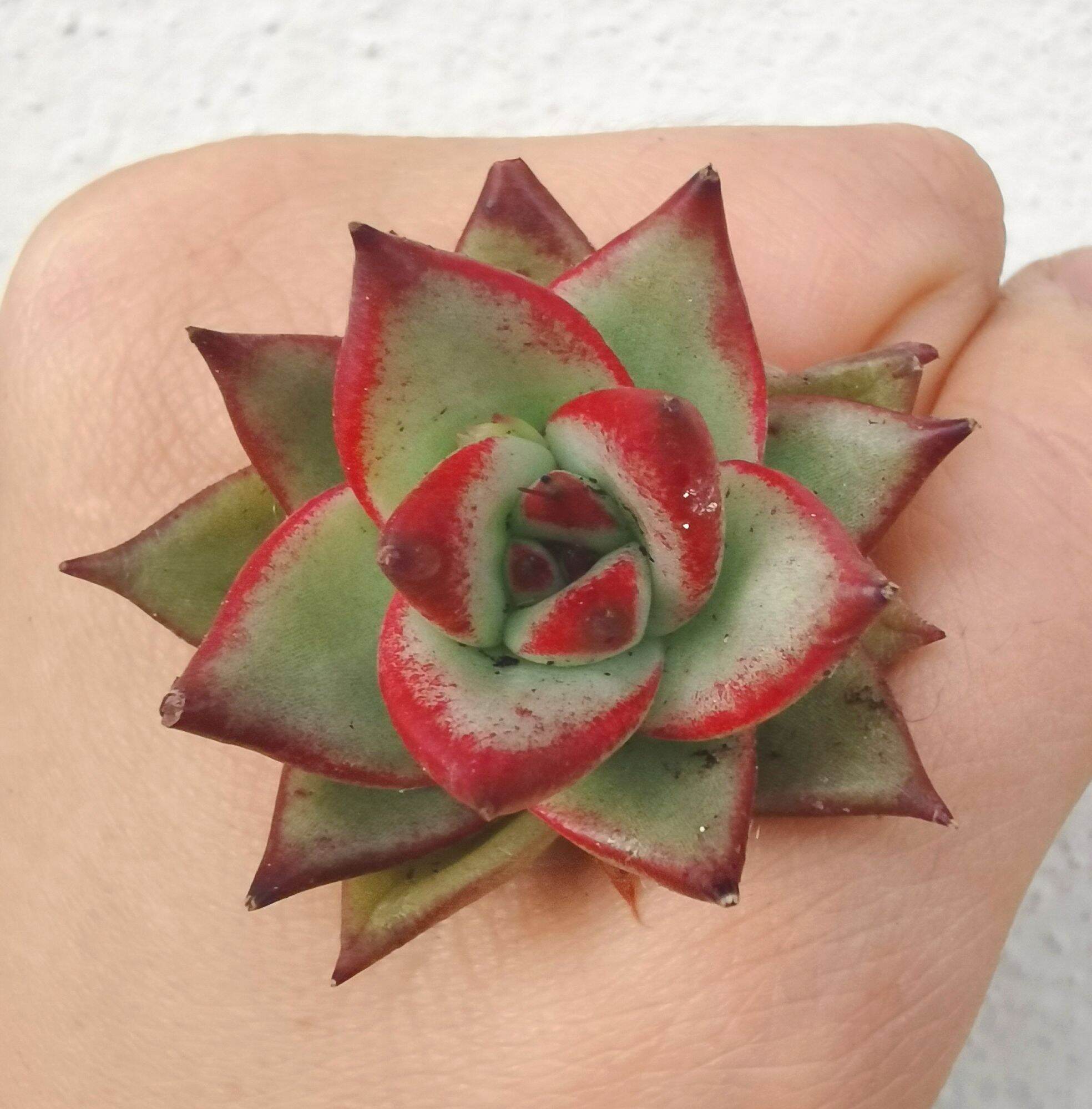 Echeveria Madiba Succulent 3cm Without Pot 马帝巴/ 饺子皮