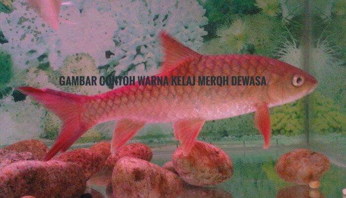 Beli ikan ekor Pada Harga Terendah  Lazada.com.my