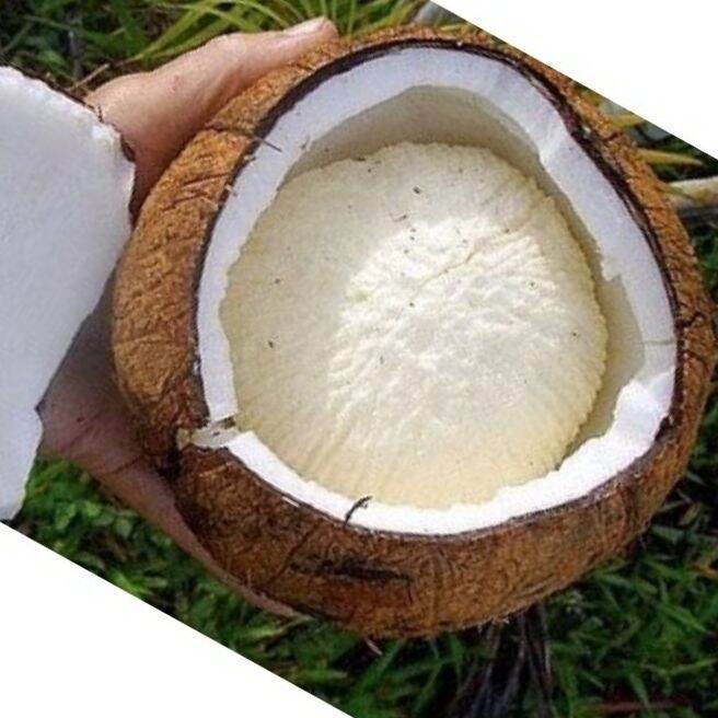 ROREC SADOER Papaya Coconut Plump Round Breast Moisturizing Tender