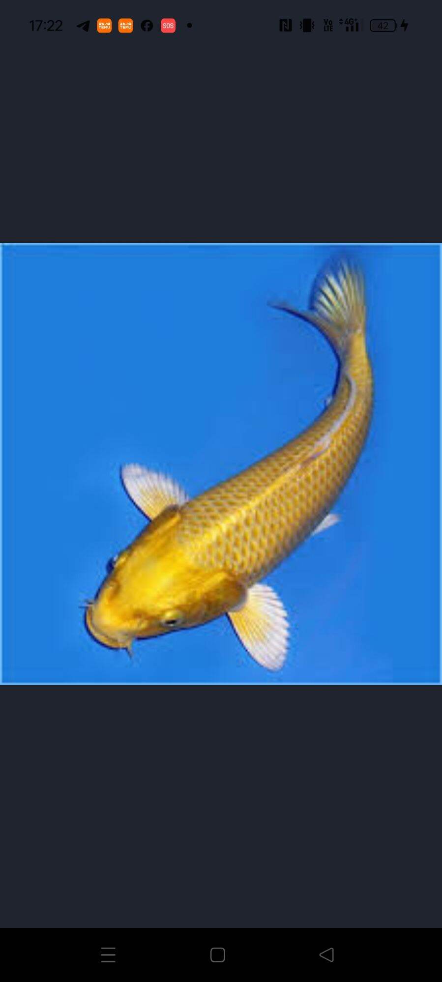 Goldfish Tiffy Betta Deluxe Fish Food Buy Gold Koi Fish Online At
