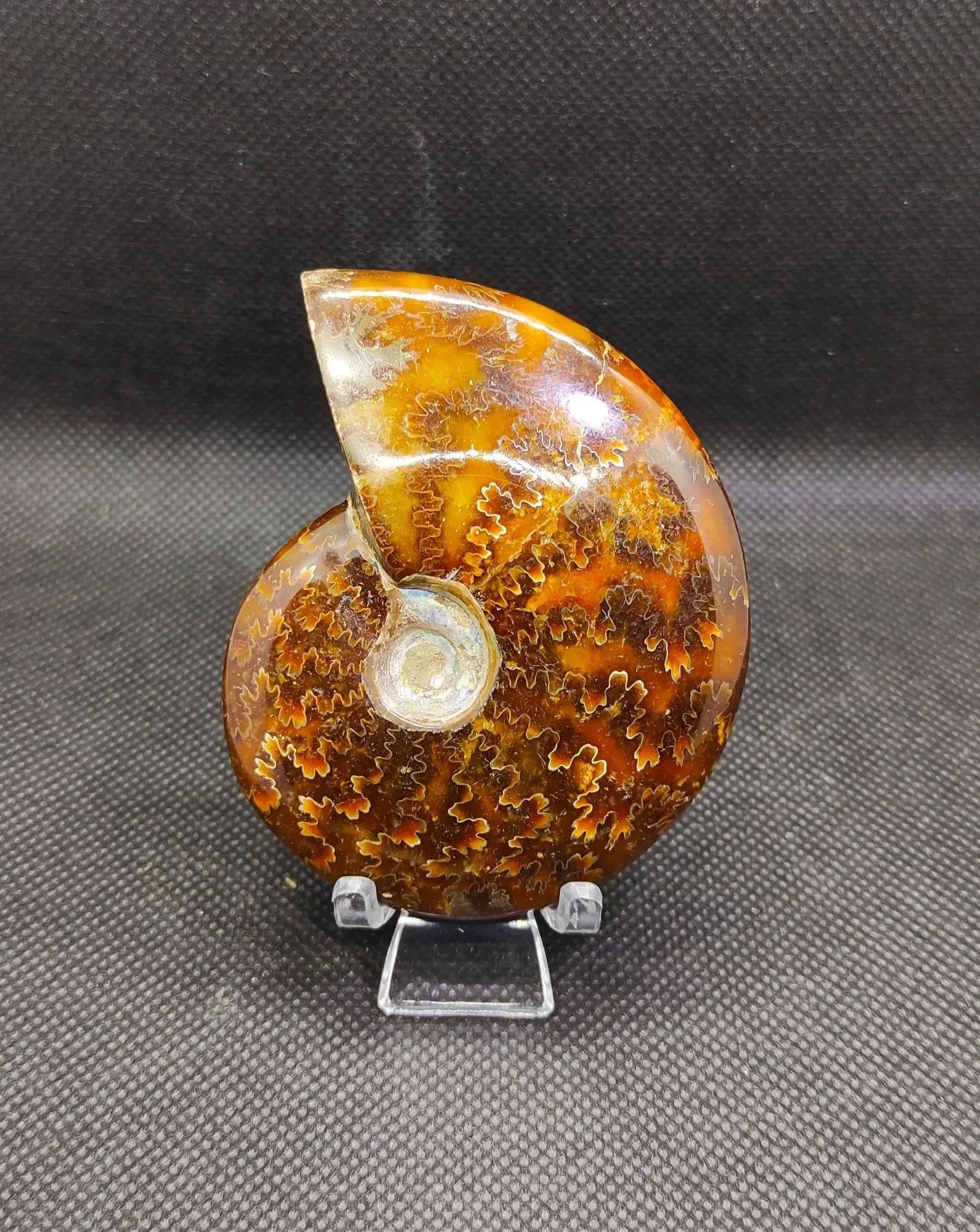 Natural Ammolite Shell Fossil (Free Stand)