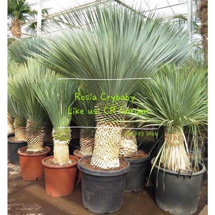 鸟喙丝兰 1粒 yucca rostrata 1 seed (Soak into water for overnight. Then sow directly. Will be germinated within 1 to 30 days)
