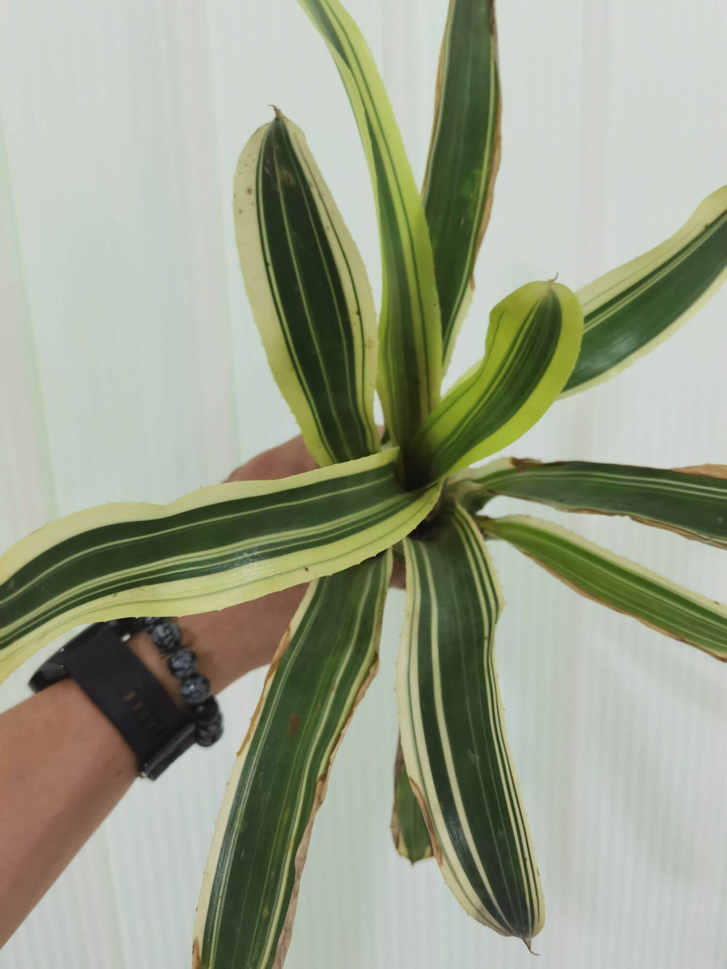 Neoregelia Canefire x Albo