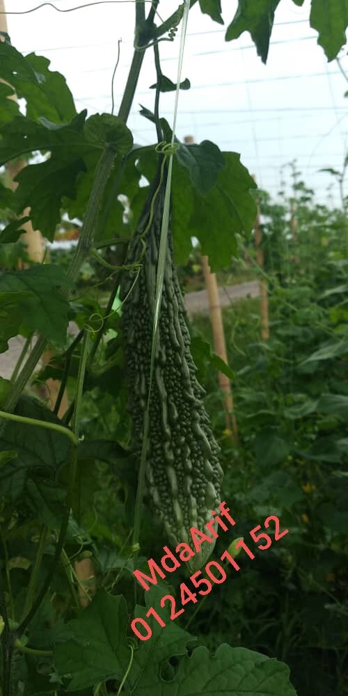 Bio One Plus(5lit)_PAKLONG BIO ONE PLUS, baja organik 7baja dalam ...