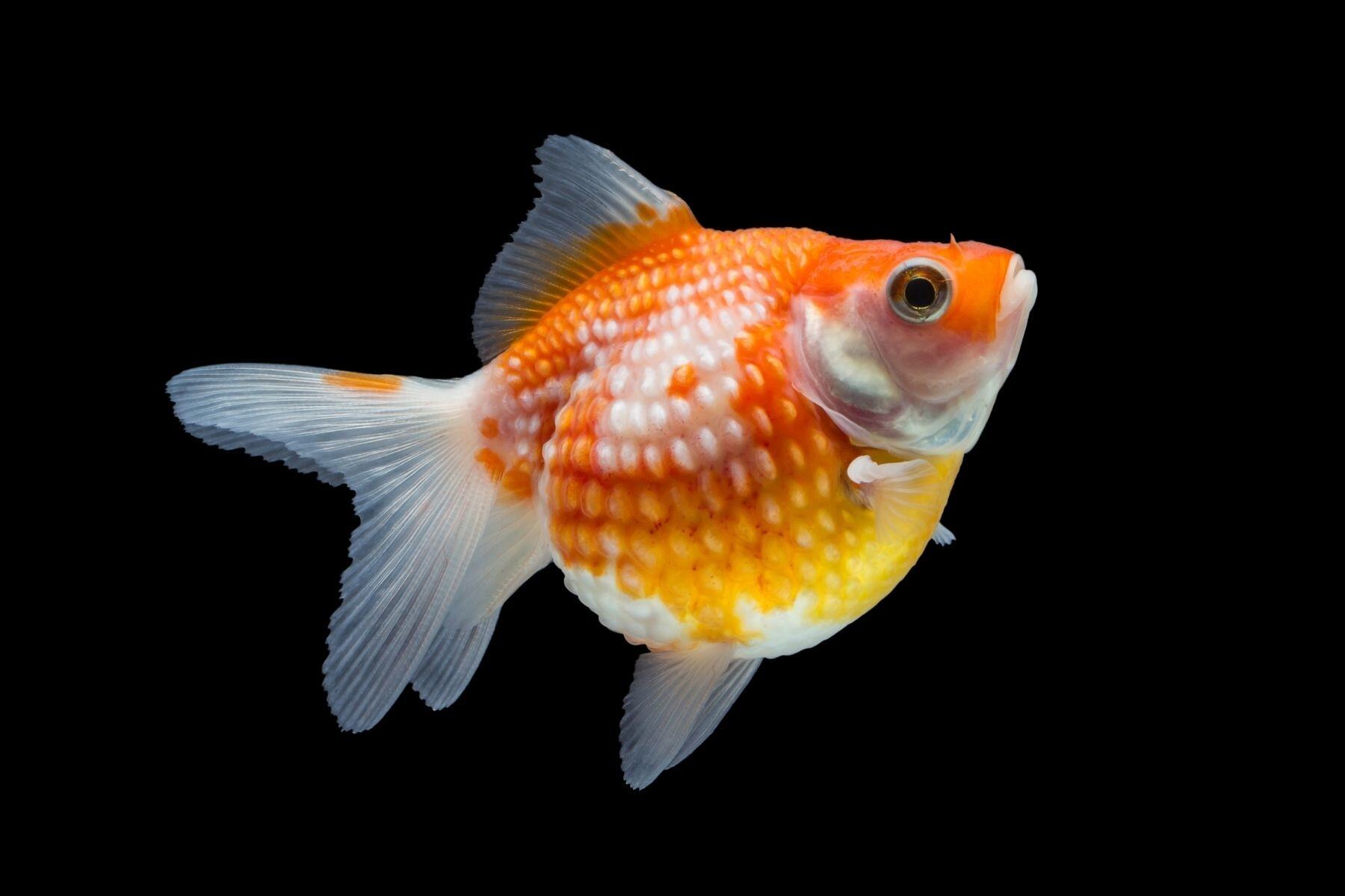 Pingpong Pearlscale Goldfish/Ornamental fish/Freshwater/Readystock | Lazada