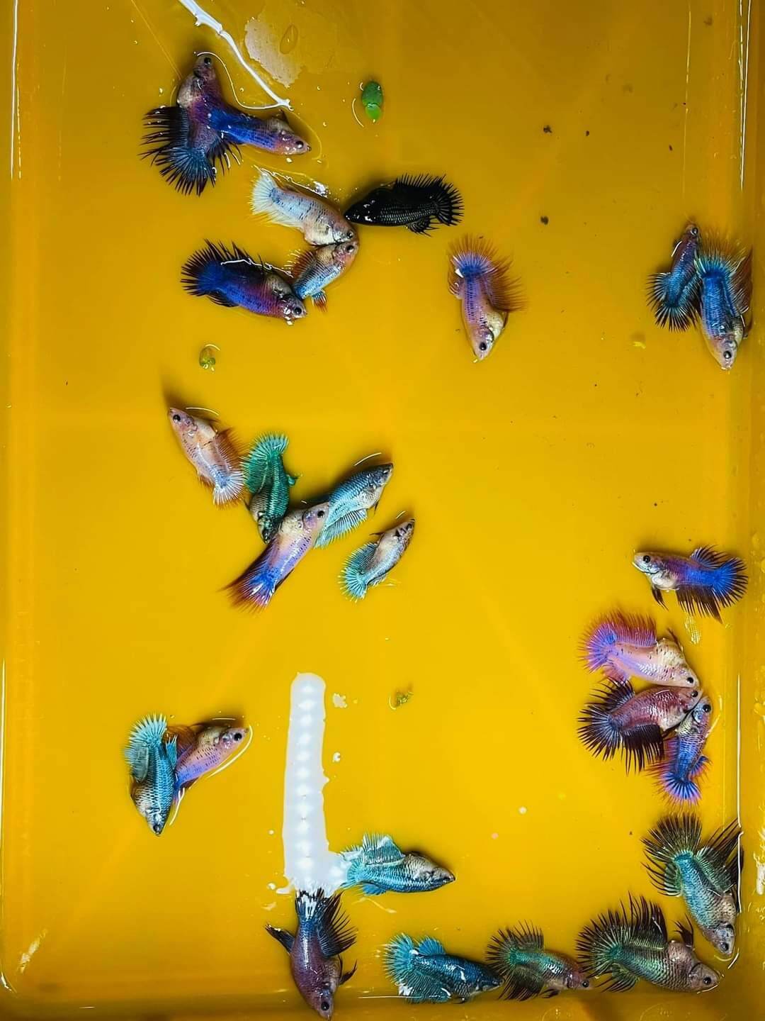 Betta Female  Crowntail Ready breed. 