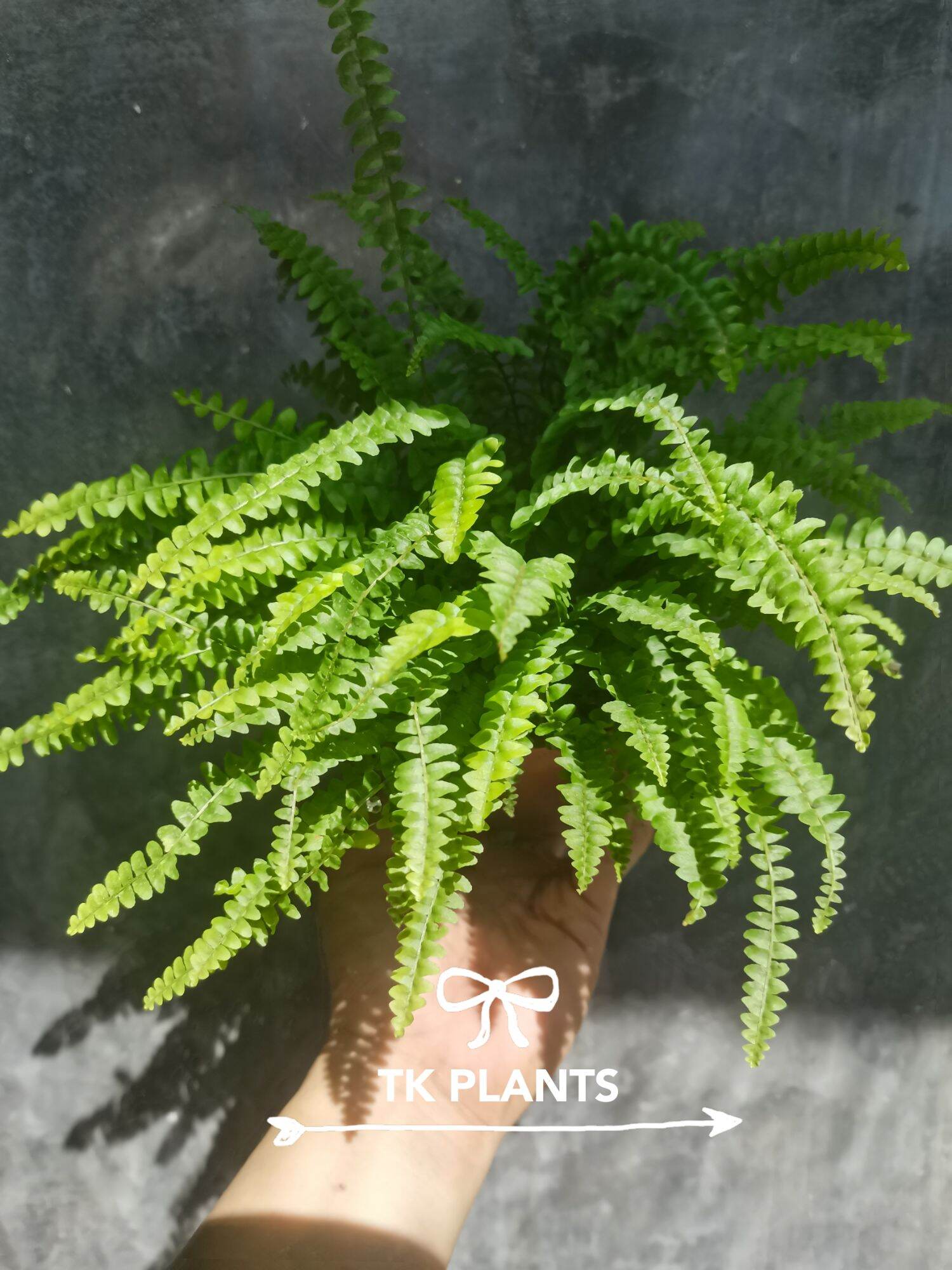 Ferns are beautiful plants with a lot of textures, shapes, and sizes. There are a lot of different ferns, each with their own characteristics. Luckily, most ferns are quite similar when it comes to taking care of them.
