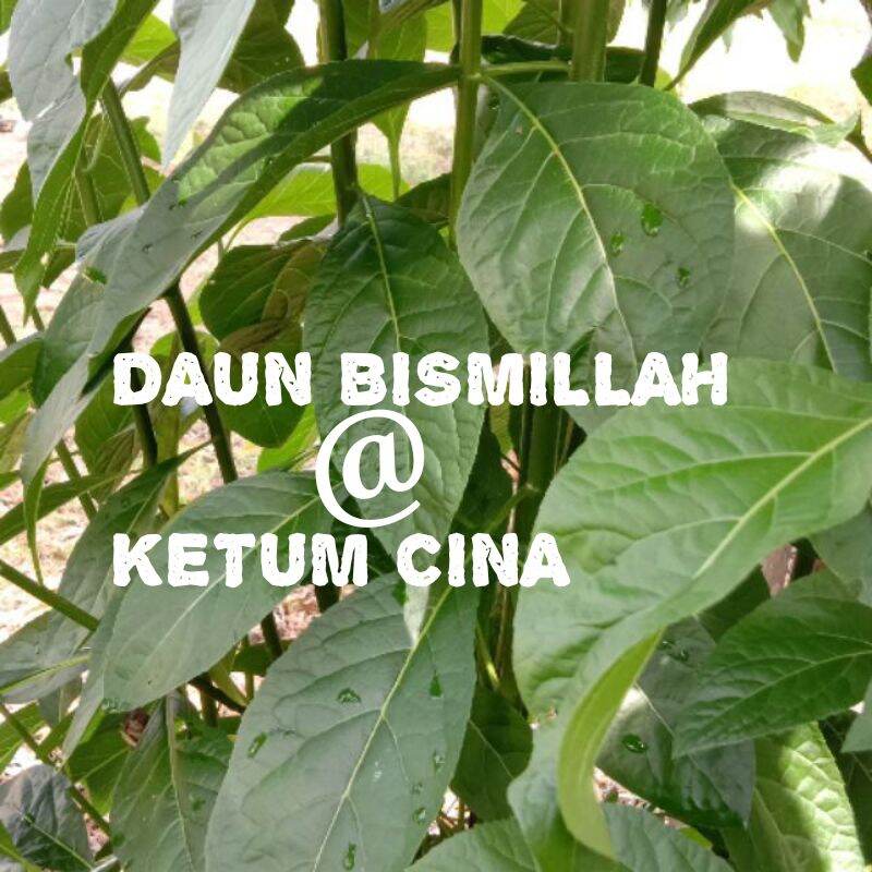 100 HELAI DAUN BISMILLAH / KETUM CINA /AFRICA LEAF | Lazada