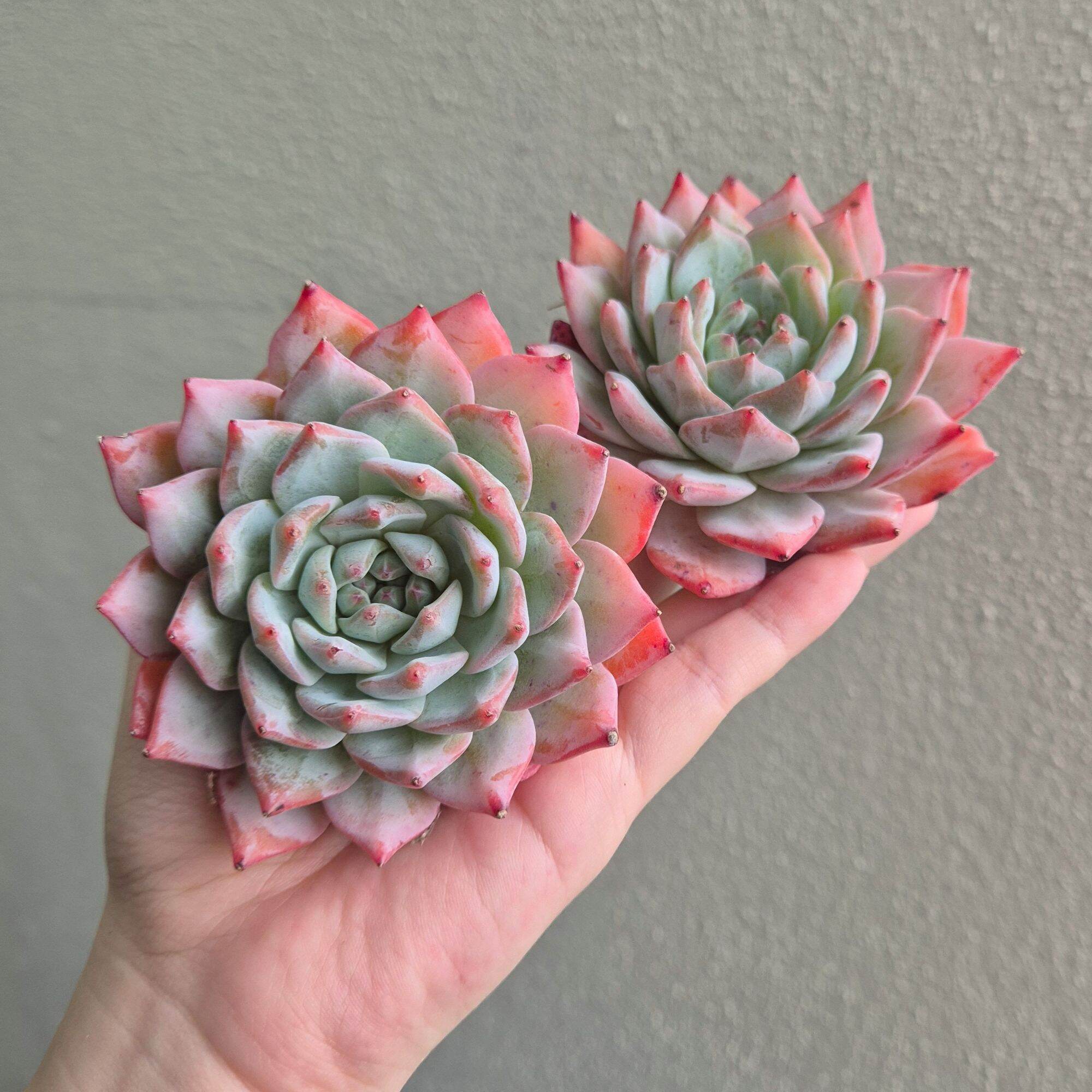 多肉植物  ❤️マディバ ❤️ 饺子皮❤️1大頭15cm拔キ苗 多肉植物 ❤️マディバ ❤️ 饺子皮❤️1大頭15cm拔キ苗 多肉植物