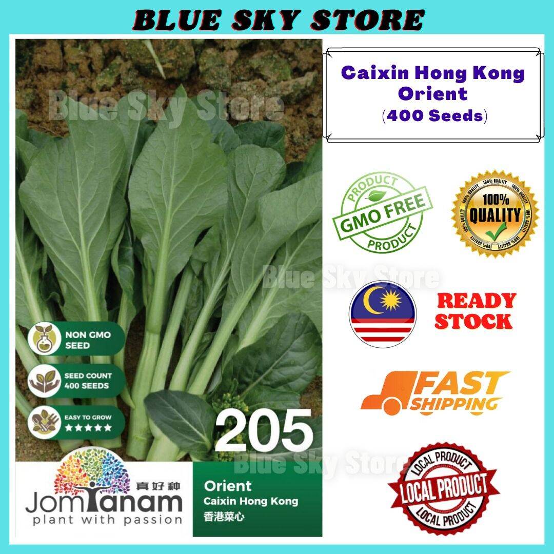 🔥 Caixin Hong Kong Orient (400 Seeds) Benih Sawi Hong Kong 香港菜心种子 Jom ...