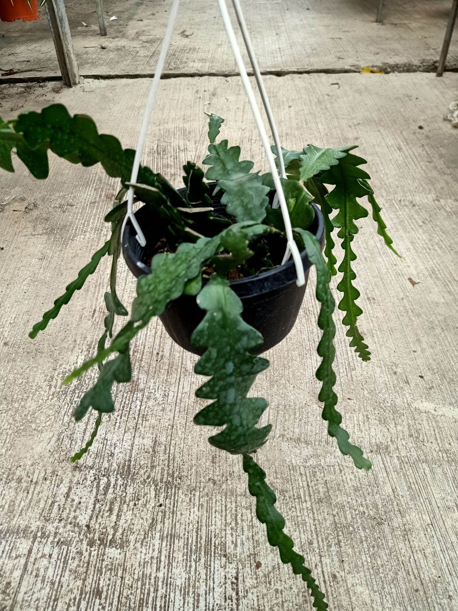 [Paling Horticulture Sdn Bhd] Fishbone Cactus | Disocactus Anguliger Harga  48 Ringgit*Penghantaran Percuma
