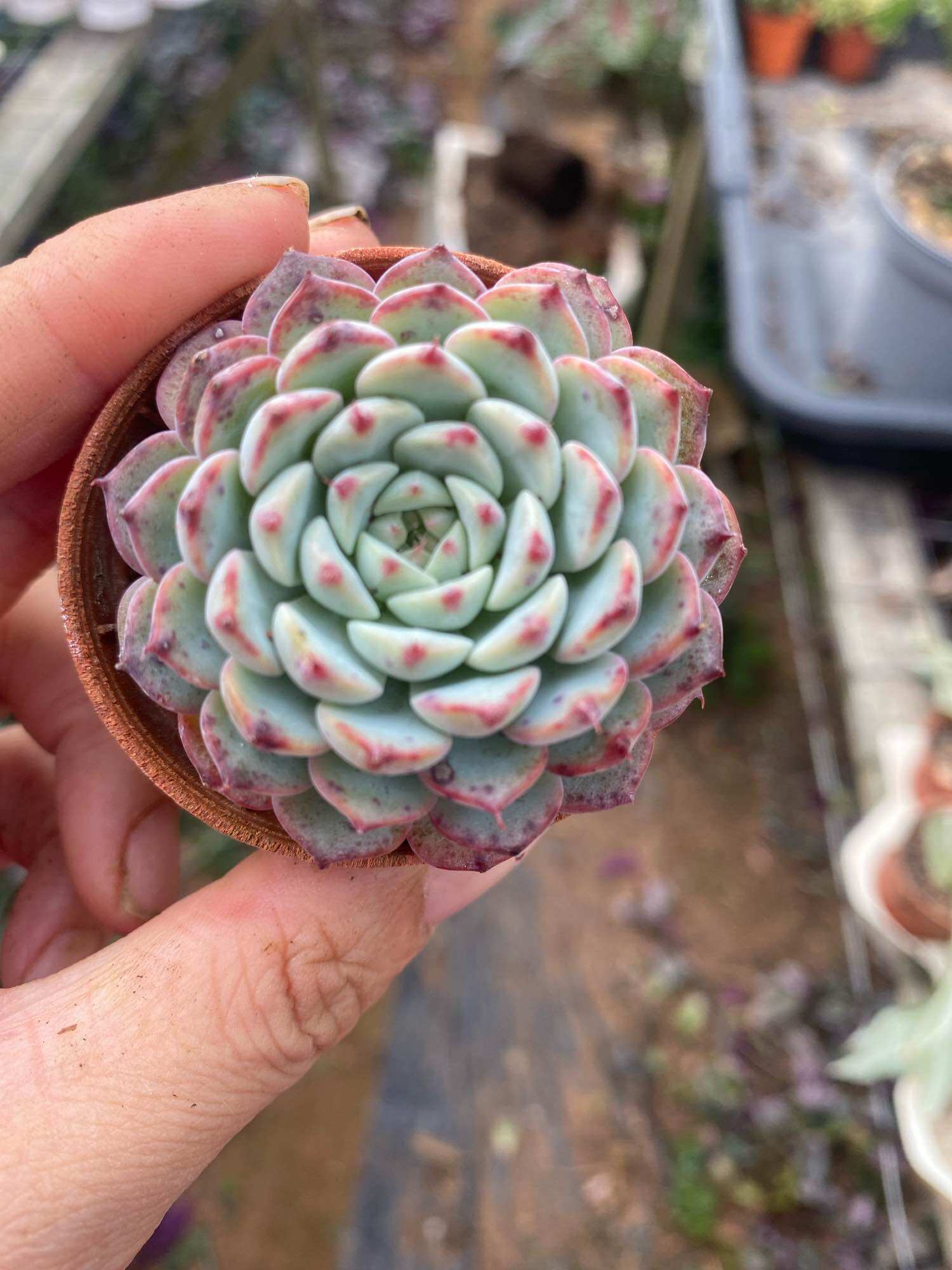 Echeveria 'Claudia' Rose Succulent 克罗地亚玫瑰多肉植物 | Lazada