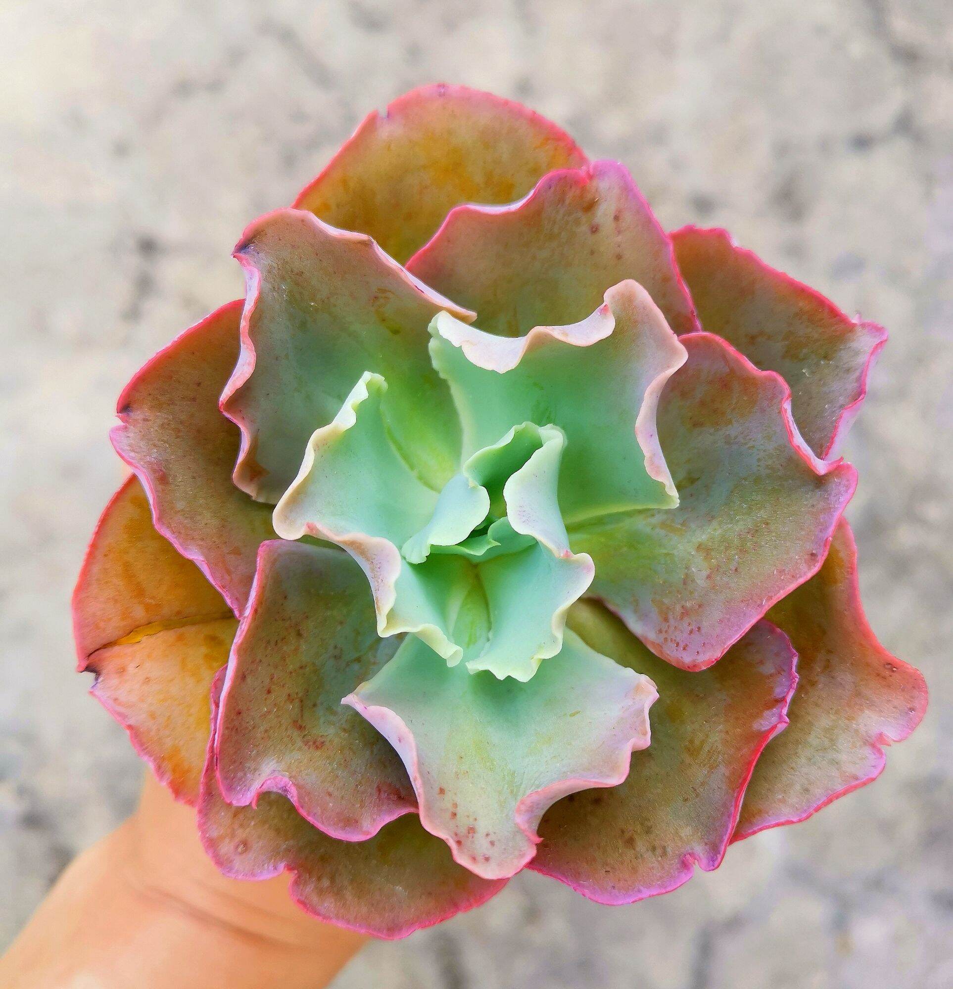 多肉植物  ❤️マディバ ❤️ 饺子皮❤️1大頭15cm拔キ苗 Echeveria Madiba Succulent 3cm Without Pot 马帝巴/ 饺子皮