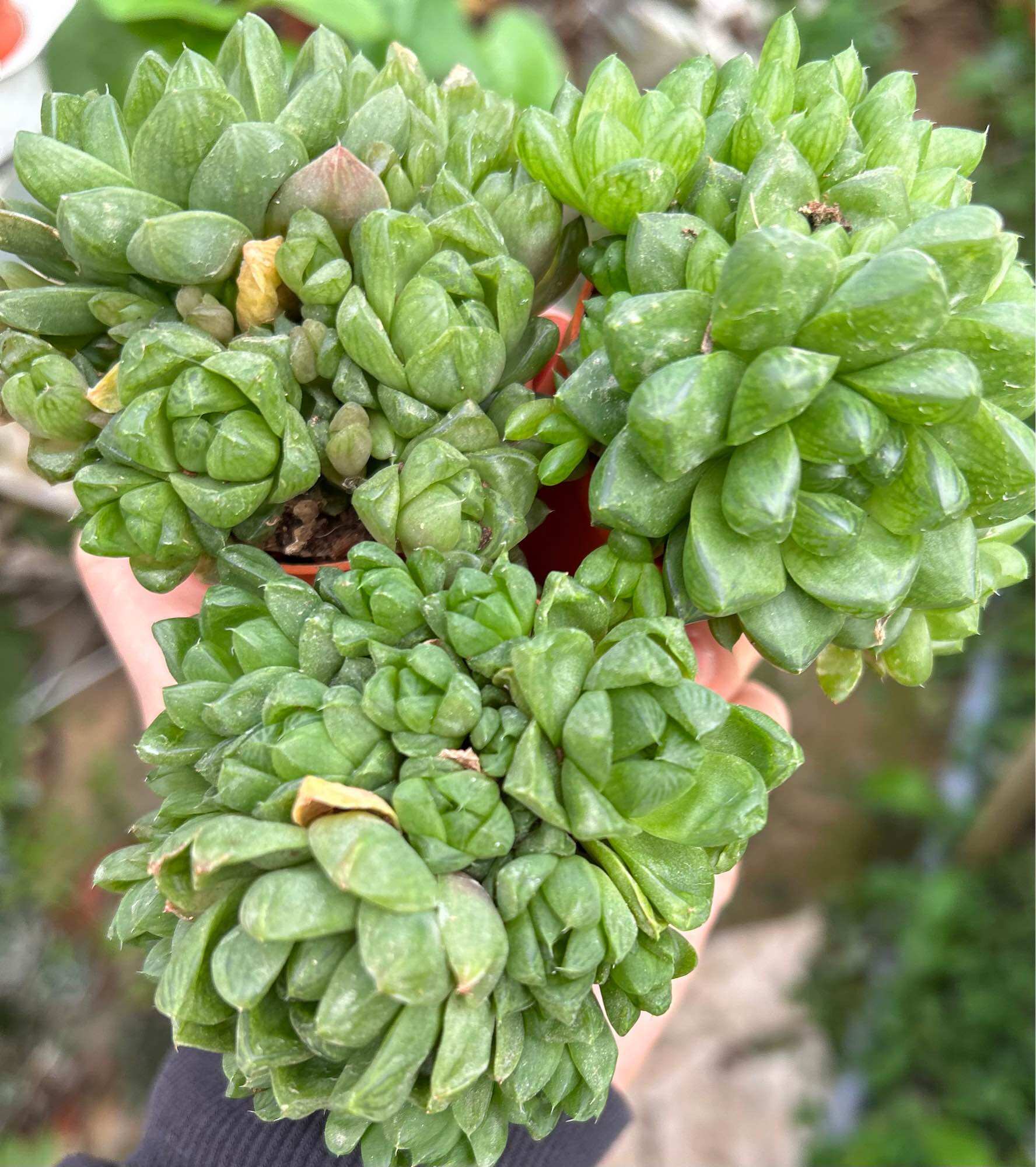 Echeveria 'Claudia' Rose Succulent 克罗地亚玫瑰多肉植物| Lazada