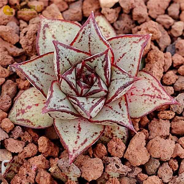 ECHEVERIA 'GORGON'S GROTTO' 10 Pcs Seeds – African Seeds