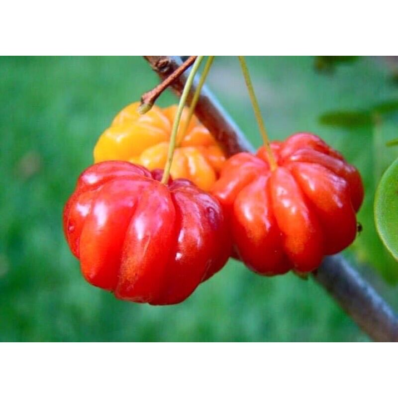 Anak Pokok Surinam Cherry Cermai Belanda Pitanga Lazada anak-pokok-surinam-cherry-cermai-belanda-pitanga-lazada
