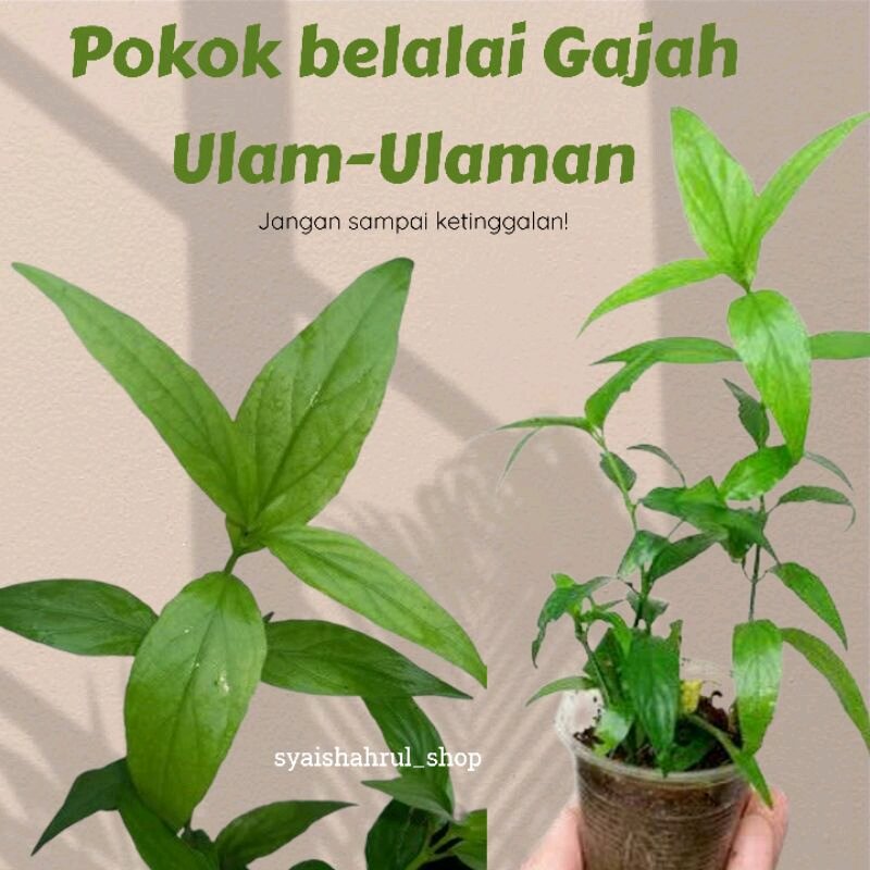 Pokok Belalai Gajah Ulam Ulaman Lazada