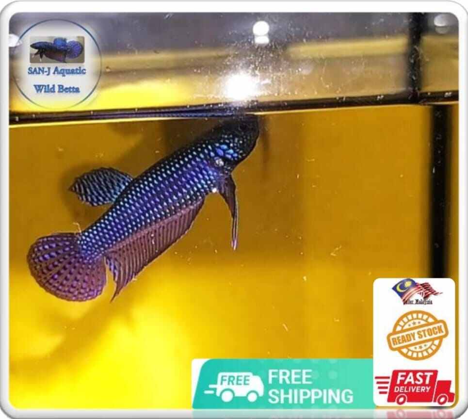 Ikan Betta liar (BETINA)-BIRU HIJAU / BETTA FISH WILD SMAGRADINA GUITAR
