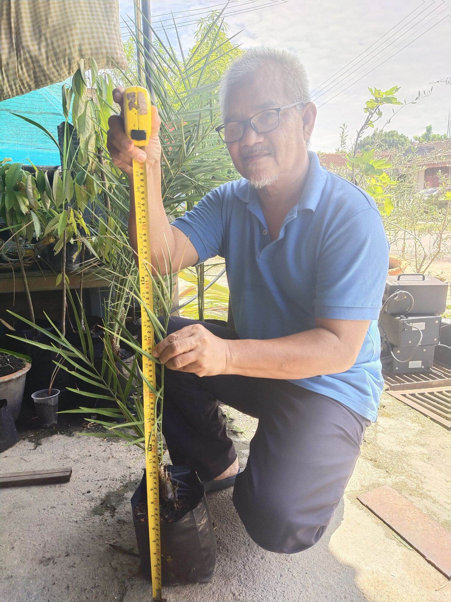 Beli anak pokok kurma Pada Harga Terendah  Lazada.com.my