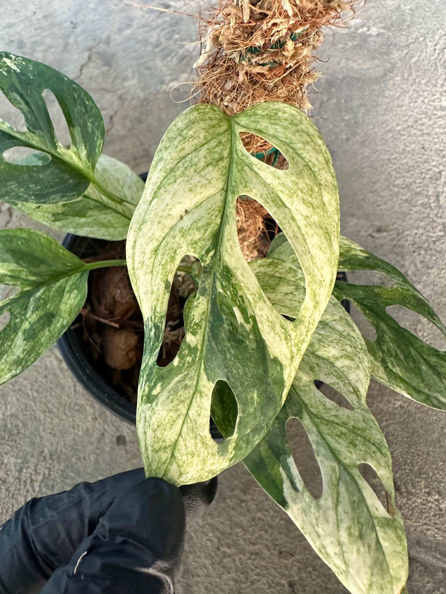 Monstera Acuminata Mint Tricolor Variegated indoor live plant | Lazada