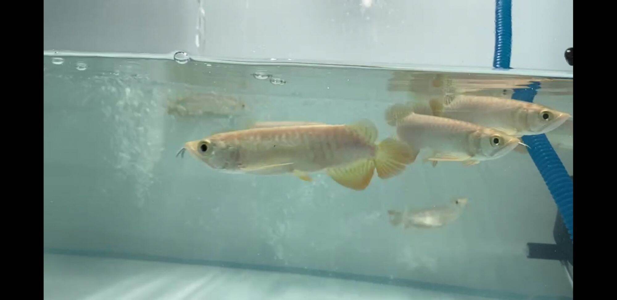 4 inch arowana