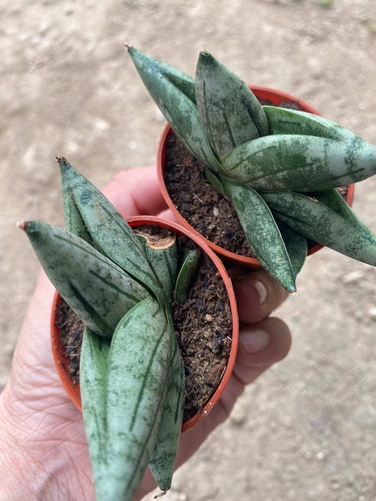 Sansevieria Cylindrica miniEasy-Care Indoor  Plant Miniature Succulent Plant Decorative Greenery For Balconies  Interesting