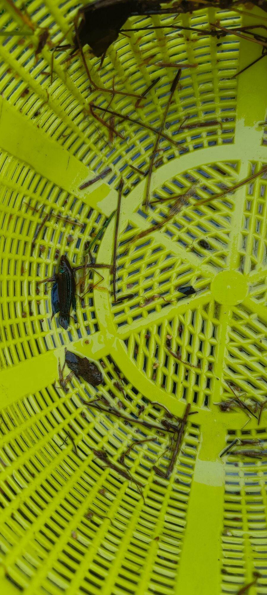 *PROMO* BUY 2 FREE 2 wild betta imbellis. 