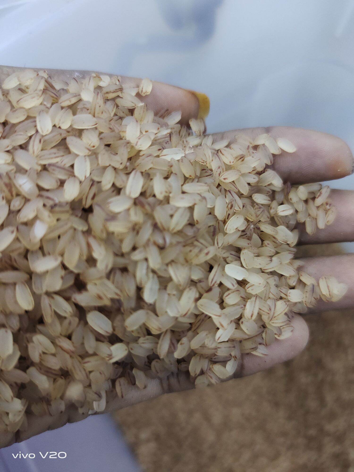 RED RICE / SIVAPPU KAVUNI ORGANIC UNPOLISHED RICE 1kg Lazada