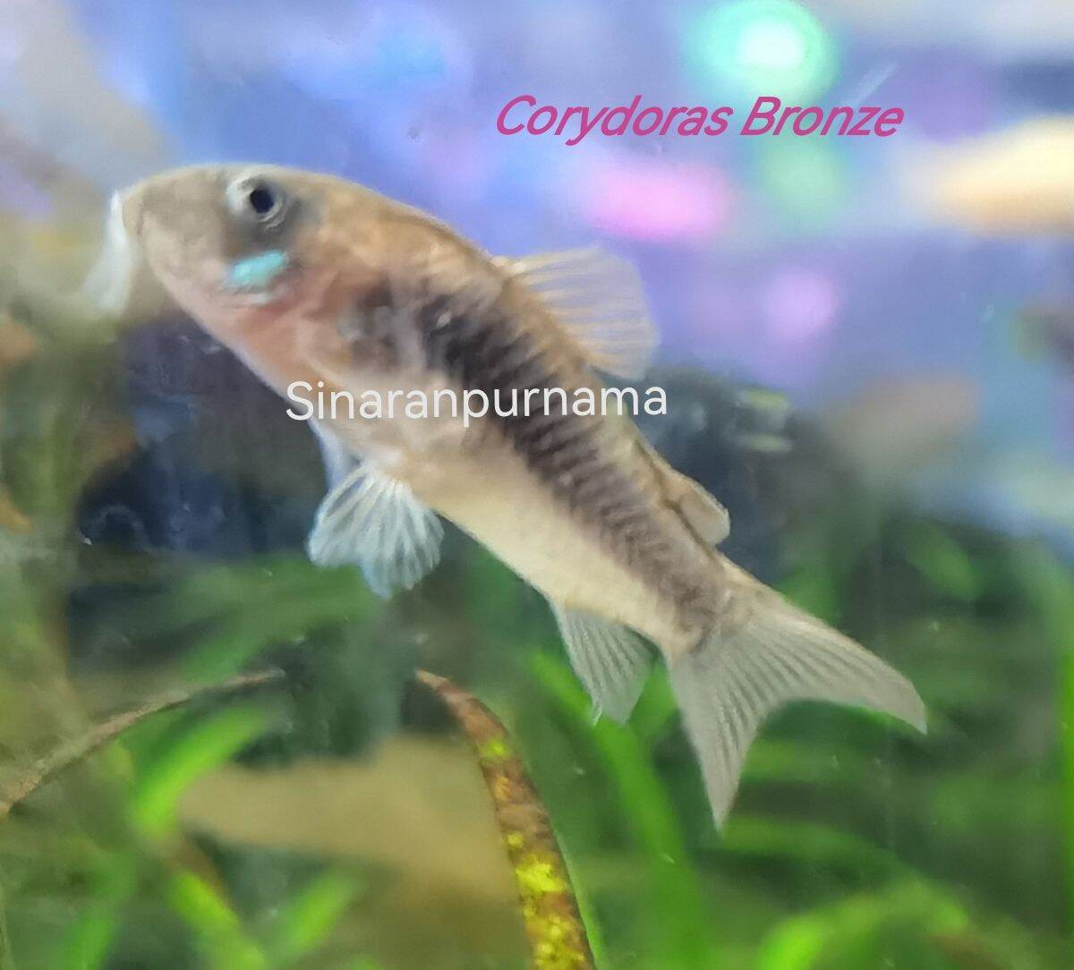 (3pcs/5pcs) /Corydoras Peppered / Corydoras Albino / Corydoras Bronze