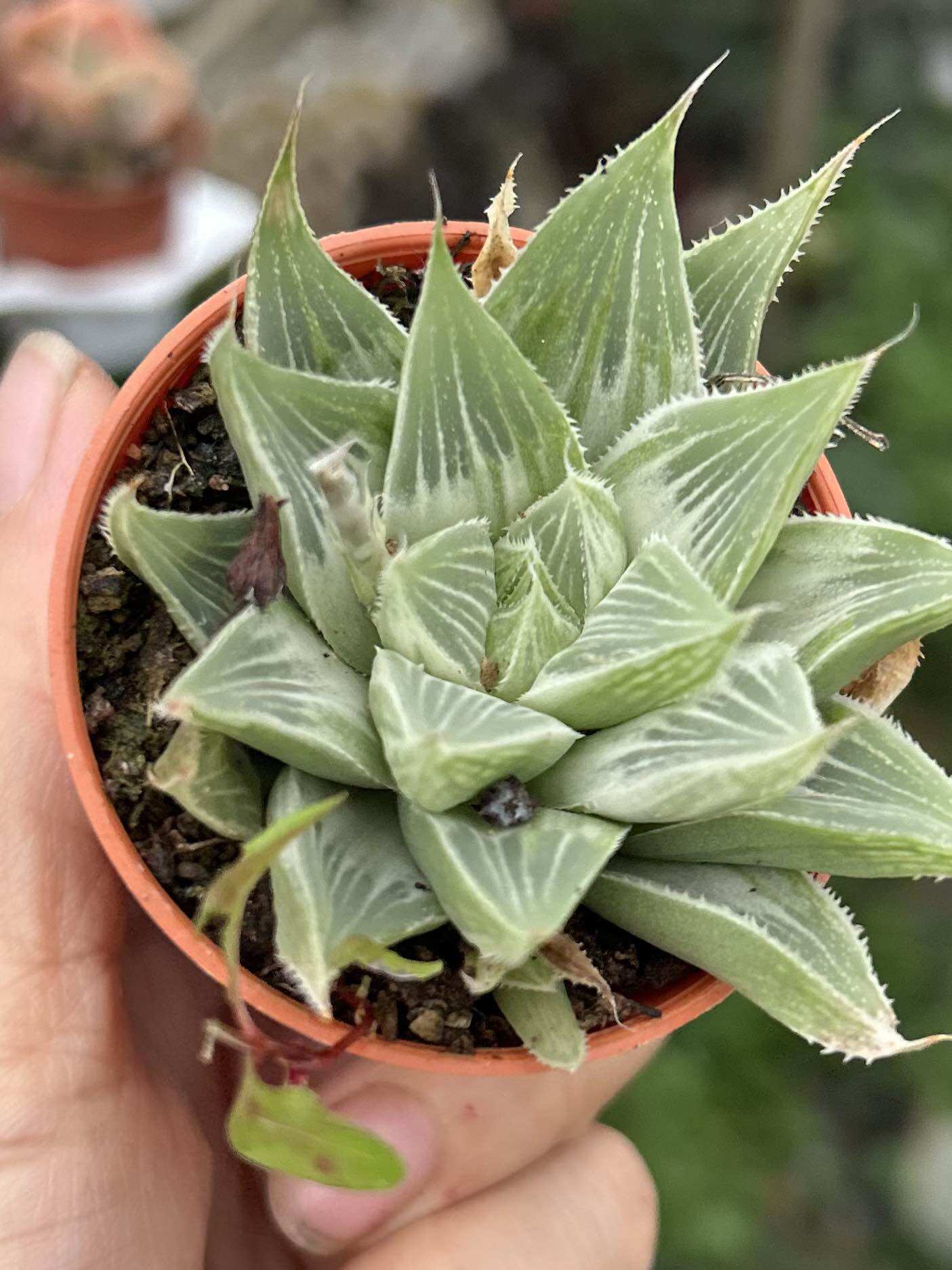 Echeveria 'Claudia' Rose Succulent 克罗地亚玫瑰多肉植物 | Lazada