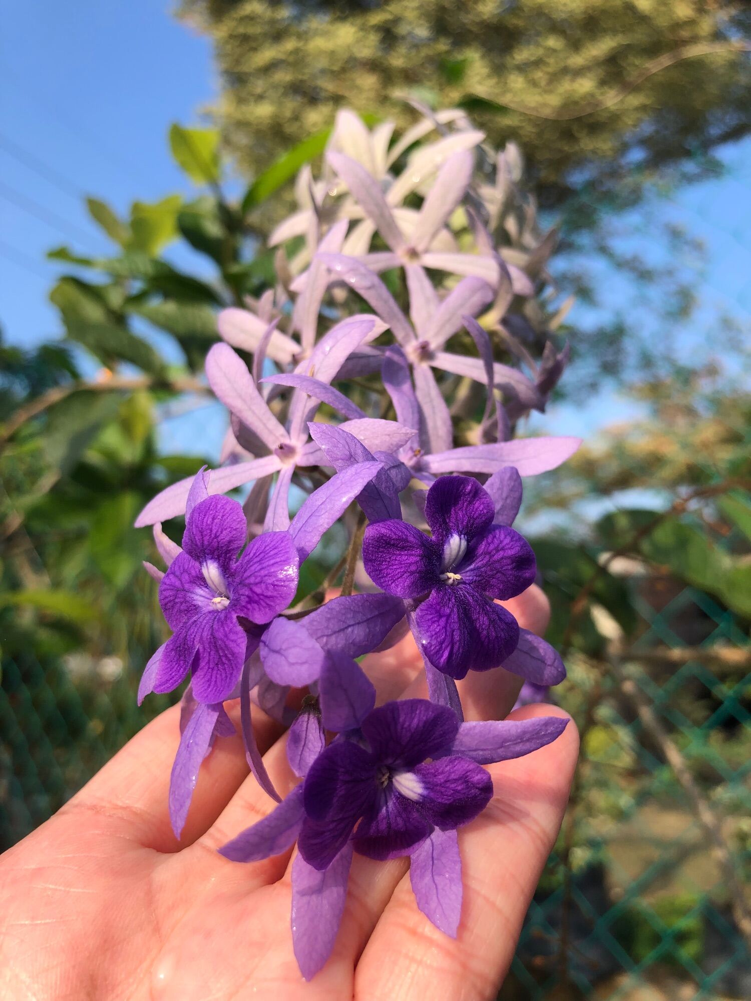 Sandpaper Vine live plant 蓝花藤（学名：Petrea volubilis）为马鞭草 Pokok Anak