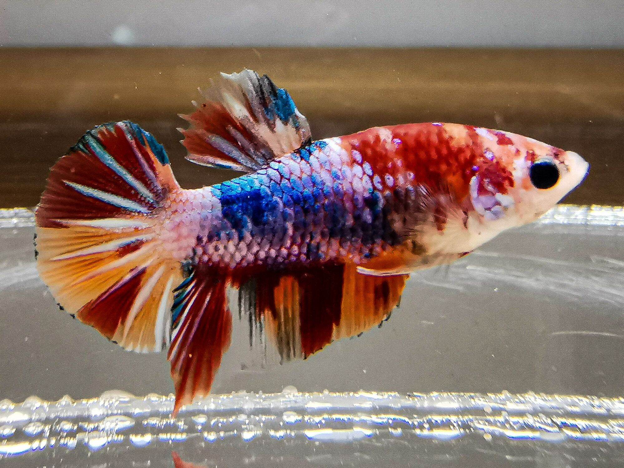 candy fancy betta