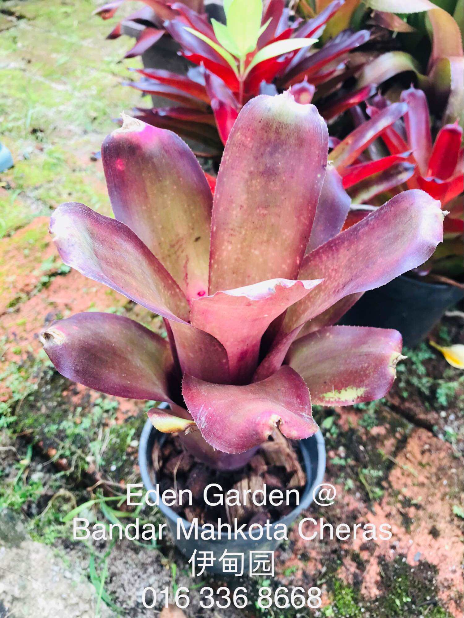 Aechmea Little Harv Variegated ( bromeliad / 積水风梨 ) Bromeliad