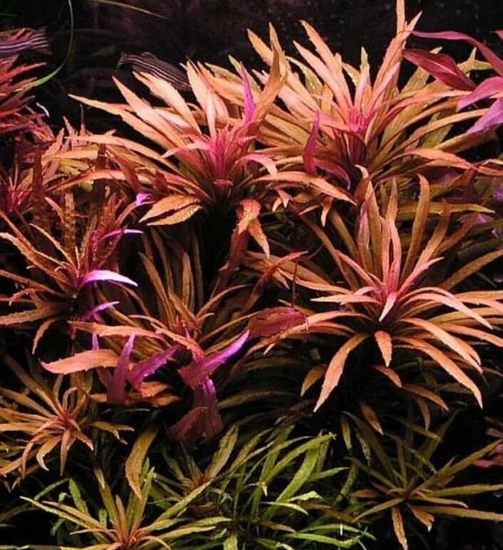 Buy Solaris Plant Sterol Extract Online at a Better Price | Lazada Malaysia