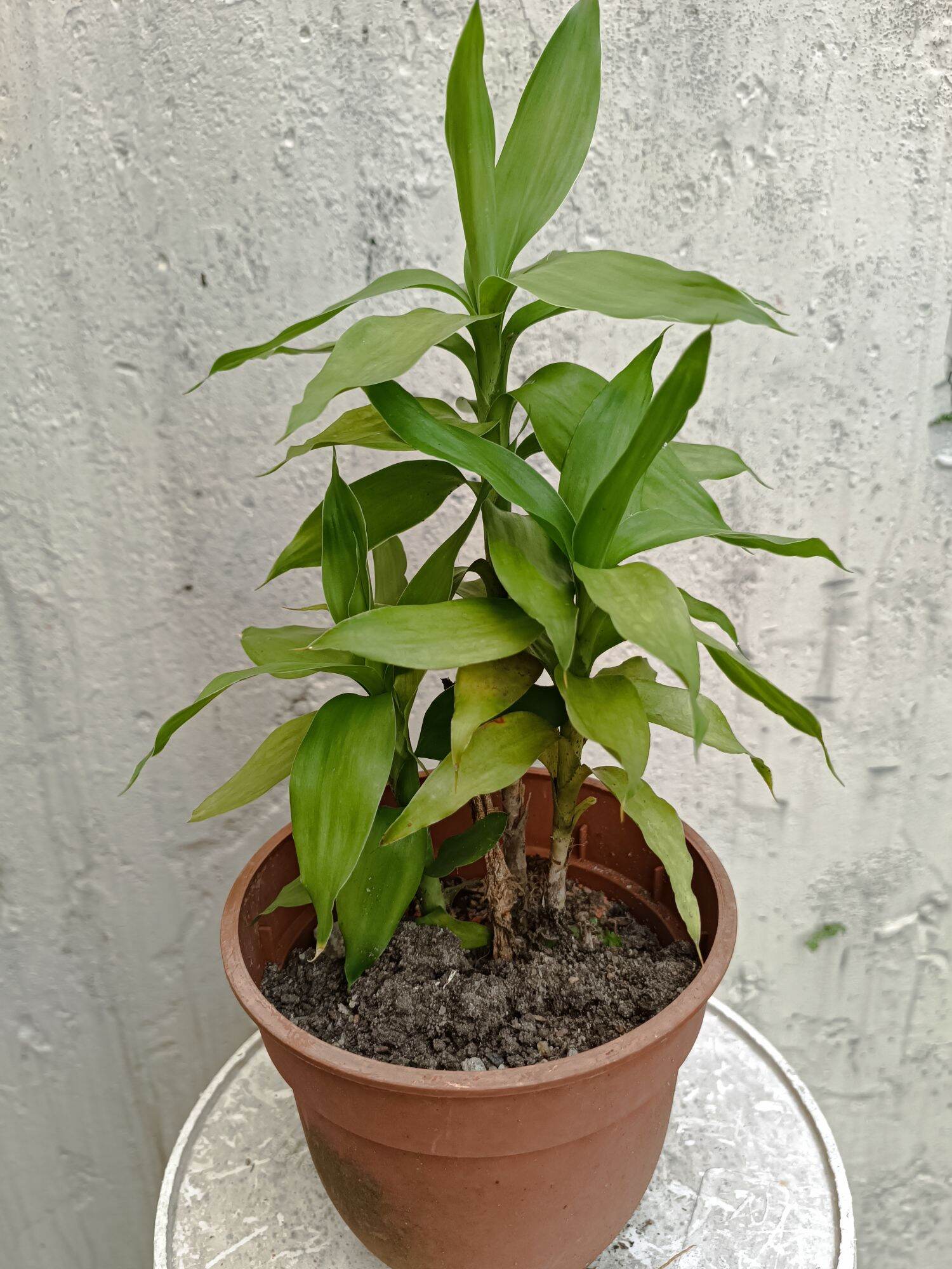 Lucky Bamboo Guan Yin Bamboo Plant 富贵竹 观音竹 风水fengshui plant 盆栽 indoor